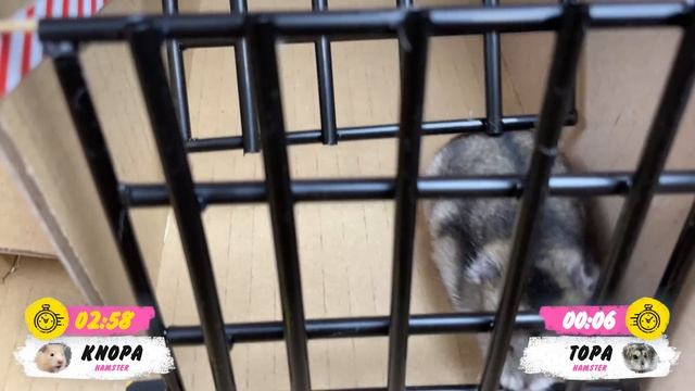 Escape maze with Traps Hamster Police Pets Hamsters Show смотреть онлайн