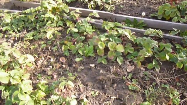 Мои грядки / My Beds