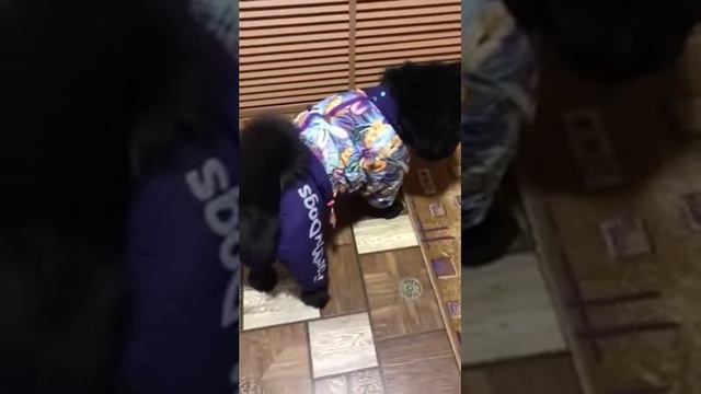 Вальдес Чаушка в обновке смотреть онлайн