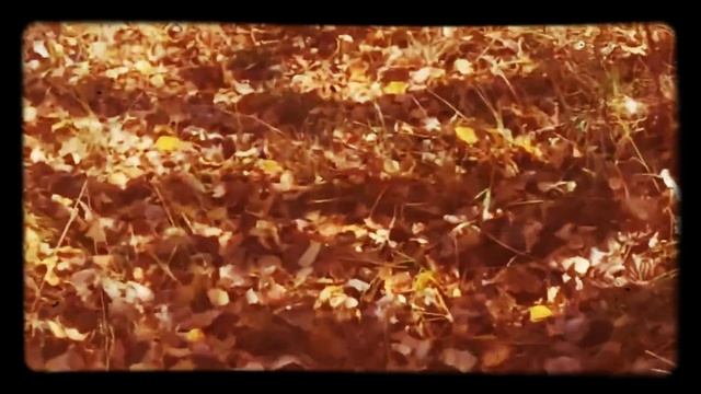 АСМР шуршание осенней листвы под ногами|ASMR rustling of autumn leaves under your feet смотреть онлайн