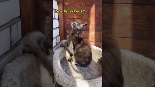 Супер Мейн-Кун Florian Katrin’s Tails RU смотреть онлайн