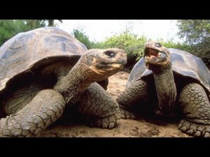 ИНТЕРЕСНЫЙ ЗВЕРЬ: СЛОНОВАЯ ЧЕРЕПАХА