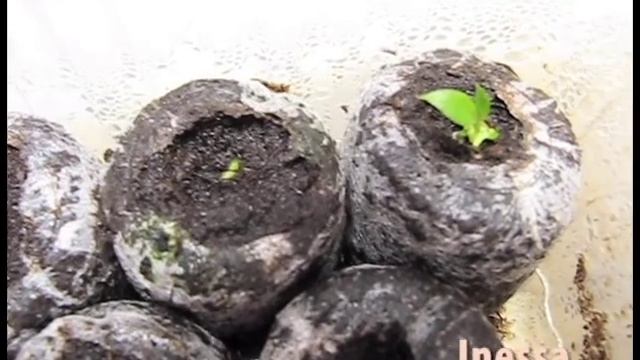 Размножение Хосты семенами. Planting seeds hosts. смотреть онлайн