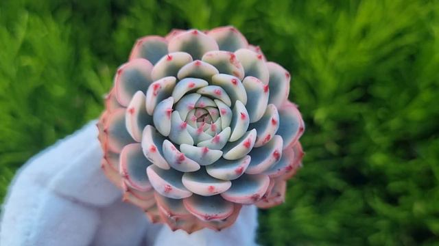 Echeveria Minima variegated смотреть онлайн