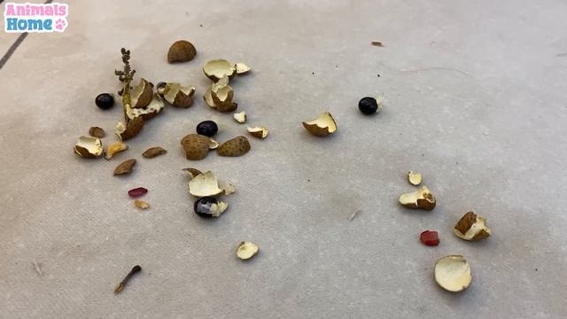 Monkey BiBi goes shopping at the parrot's fruit shop смотреть онлайн