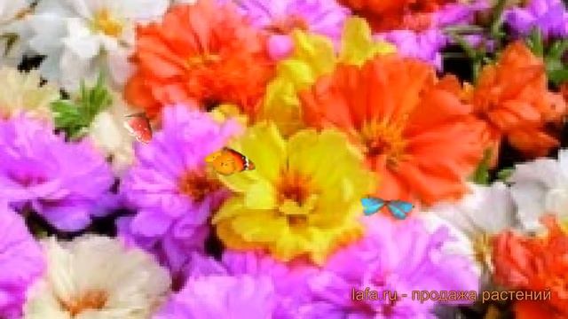 Садовые идеи и советы