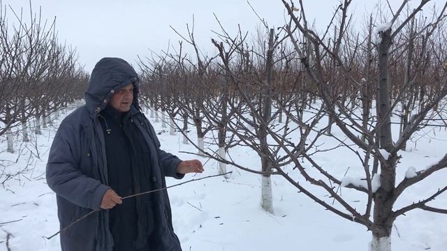 Модификации и формировки черешни KGB и SB смотреть онлайн