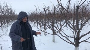 Модификации и формировки черешни KGB и SB