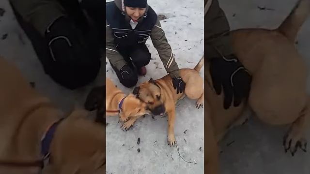 Знакомство щенка кадебо со взрослым псом кадебо смотреть онлайн