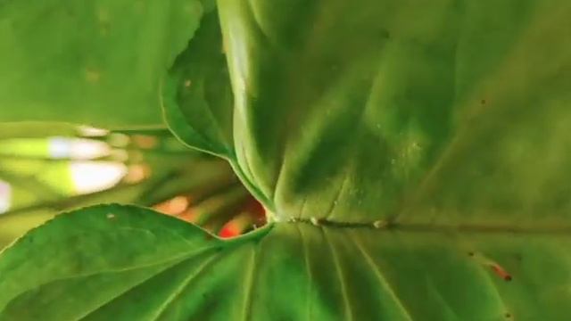 most beautiful house plant Indoor Plant Arrowhead plant Syngonium podophyllum смотреть онлайн
