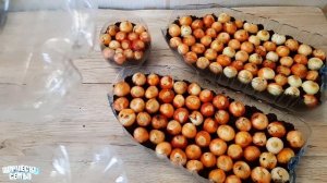 Как вырастить лук на подоконнике за 10 дней✔️Fresh green onion feathers