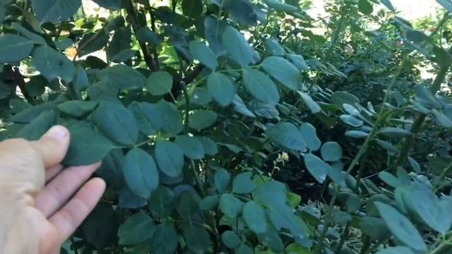 Ваш сад захватывали Марсиане?? - Марсонина( Marssonina) и все её проявления?, спасайте ваши розы! смотреть онлайн