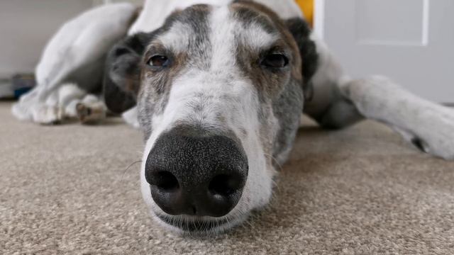 Greyhound questions answered! смотреть онлайн