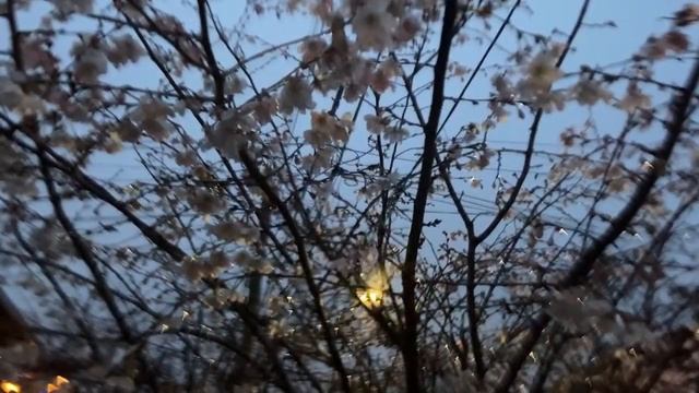 ЧУДО ПРИРОДЫ: цветение вишни в декабре/MIRACLE: Cherry Blossom in December смотреть онлайн