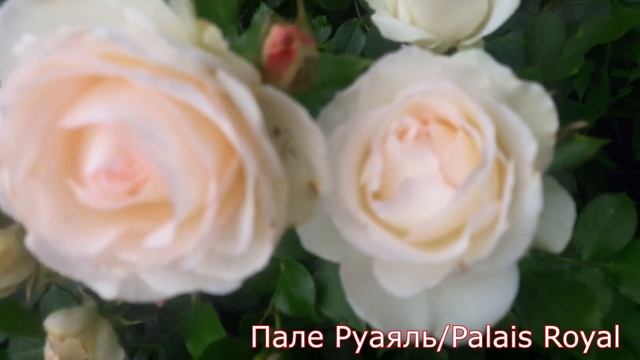 Palais Royal (Пале Руаяль) Плетистые розы - питомник роз "Розы от Татьяны" смотреть онлайн