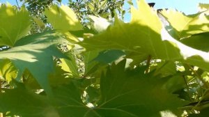 Виноград Дружба.