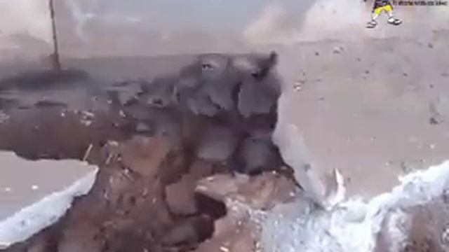 Я сильно боюсь мышей а вы. смотреть онлайн