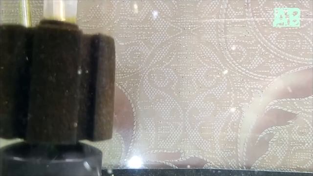 Как отнерестить данио глофиш и сцедить икру! Spawning aquarium fish смотреть онлайн