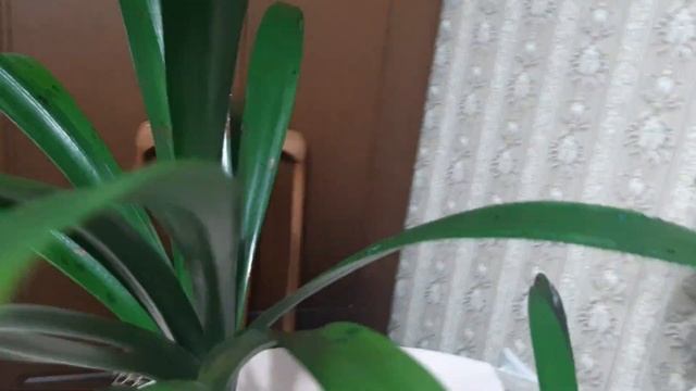 ФРАНЦУЗСКИЙ ПРЁТ! Кливия. 21.12.2022. смотреть онлайн