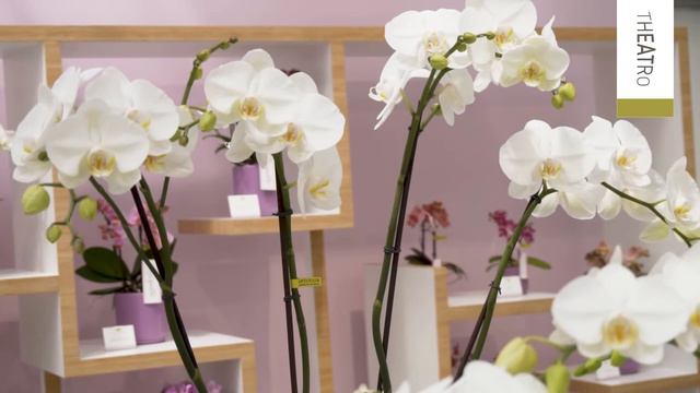 Opti-flor Royal Collection смотреть онлайн