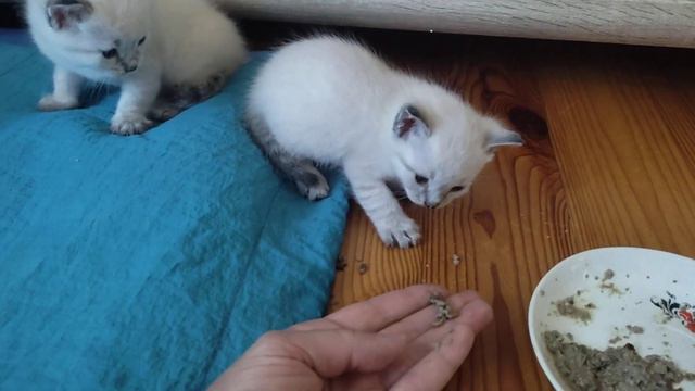 Котята тайской породы и питбуль Алиса смотреть онлайн