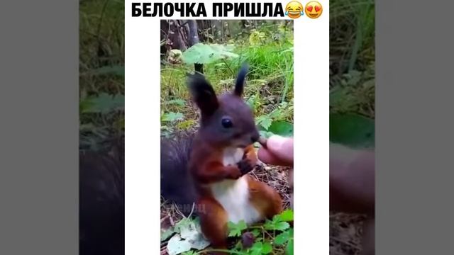 Прикол . Белочка пришла смотреть онлайн