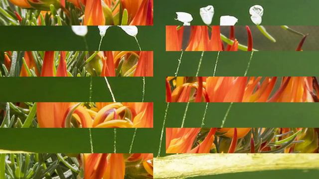 Top 10 Most Exotic and Almost Extinct Flowers - TTC смотреть онлайн