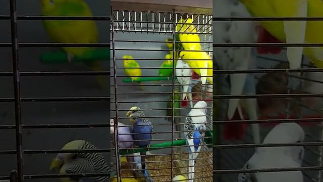 #Shorts #природа #домашниеживотные #папужки. папуги Сева Вялый,Ишак,Макар Гульшат Рашид,Музафар смотреть онлайн