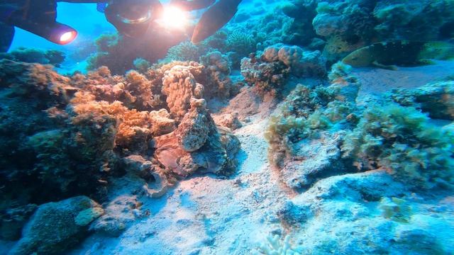 осьминог красное море octopus red sea смотреть онлайн