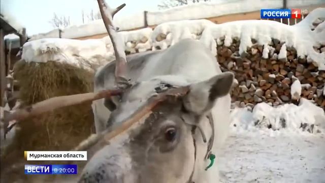 Олени как их содержат и народность Саами