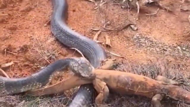 Fierce Battle Between Python VS Crocodile Fight Python Destroy Giant Alligators 001 смотреть онлайн