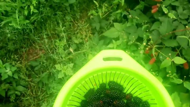 Собираем Ежевику на варенье ) смотреть онлайн