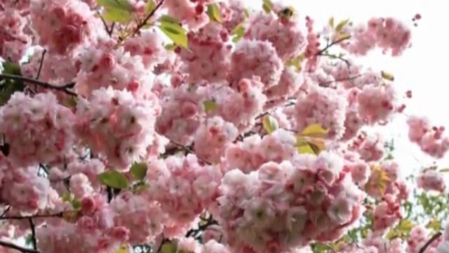 Цветение сакуры