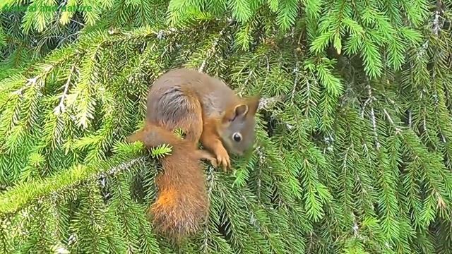 Белка в природе. Сибирская белка. смотреть онлайн