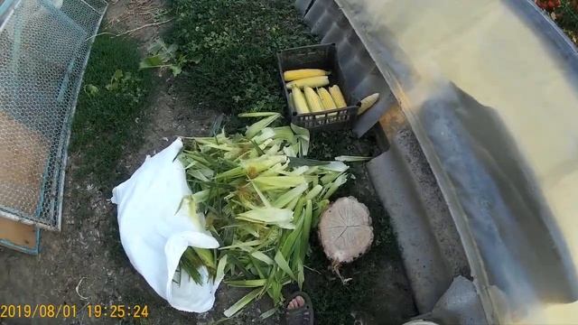 Сахарная кукуруза Оверленд F1 и Тусон F1 смотреть онлайн