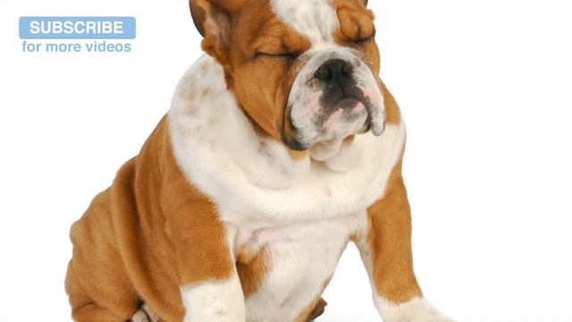 Music For Pug Dogs! The Perfect Music For Flat-Nosed Dogs! 🐶 #FLATNOSE05