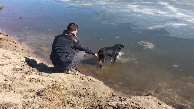 Доберман ,Амбуль и весенний ледок. Doberman Ambul And Spring Ice.