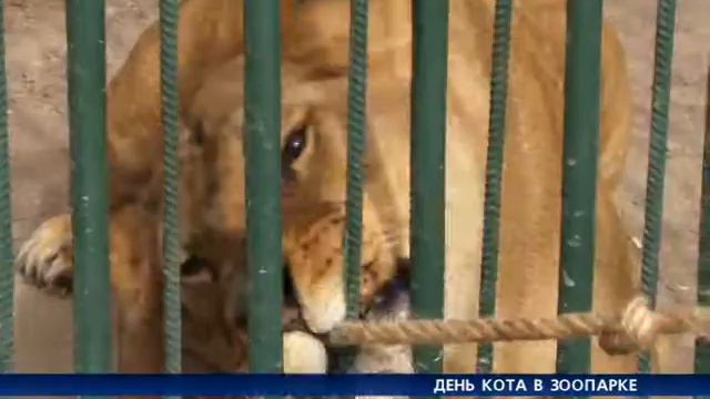 День кота в Одесском зоопарке смотреть онлайн