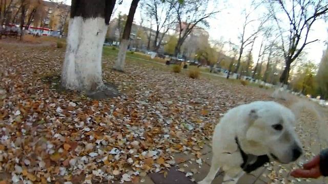 Как гулять с алабаем в городе смотреть онлайн