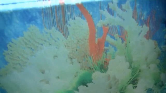 Аквариумные Рыбки для Детей смотреть онлайн