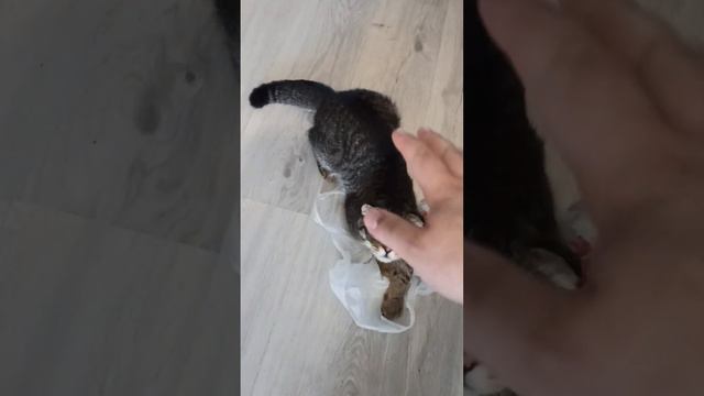 #тимоха #пакет #играет #прятки #funny #cat #timoha #тимофей смотреть онлайн