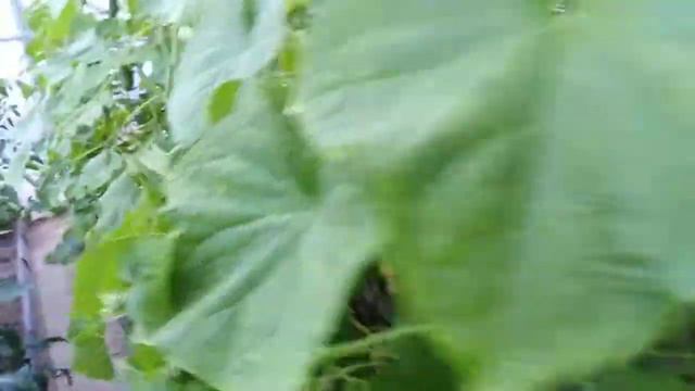 Любительское выращивание огурцов в Подмосковье частая посадка смотреть онлайн