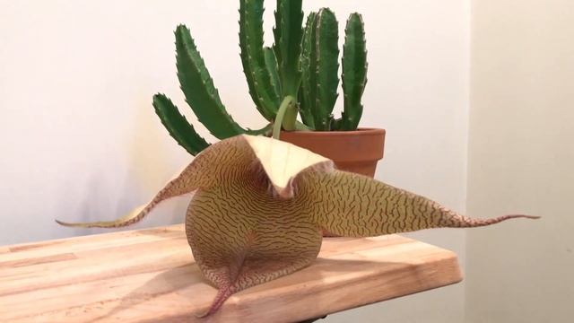 Stapelia Gigantea in Bloom (Small Time-lapse at the End) смотреть онлайн