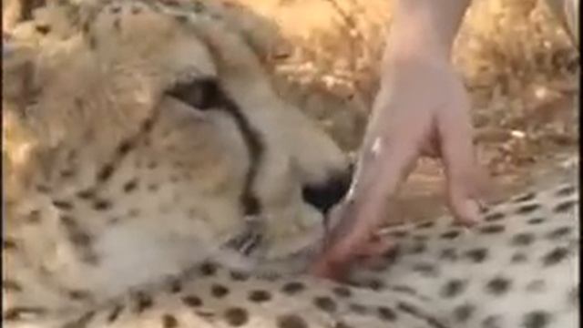 Meet Rebecca Klein, director, Cheetah Conservation Botswana смотреть онлайн