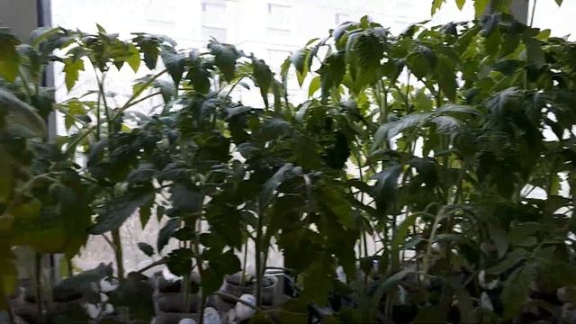 УХОЖУ НА ДРУГОЙ КАНАЛ со своим ОГОРОДОМ/подготовка ЯЩИКОВ для рассады/удаляю ТОМАТАМ нижние листья смотреть онлайн