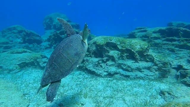 Мирон и подводная братва смотреть онлайн