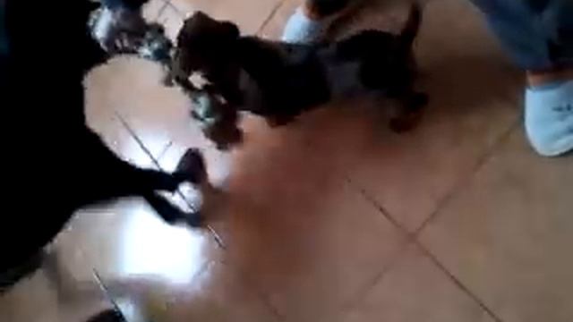 Dachshund Vs Rottweiler!!!!  такса против ротвейлера!!!