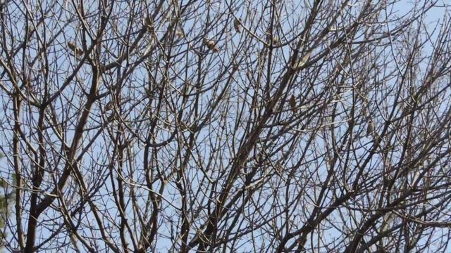 Свиристели смотреть онлайн