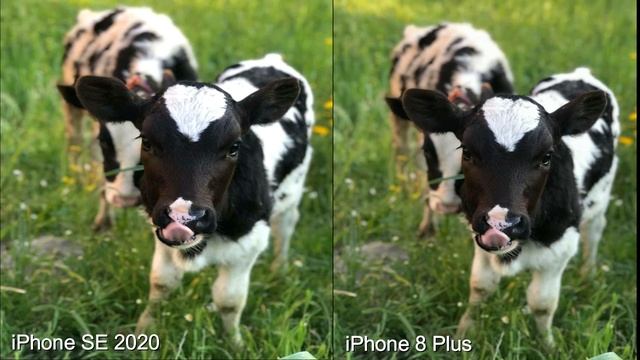 iPhone SE (2020) VS iPhone 8 Plus Camera Bokeh Effects: SE or 8 Plus? смотреть онлайн