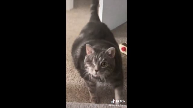 ТИКТОК АНЕКДОТЫ, шутки, котики, смешные видео приколы Tik Tok №7 смотреть онлайн